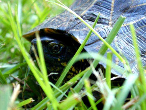 Box Turtle