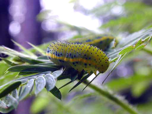 Caterpillar