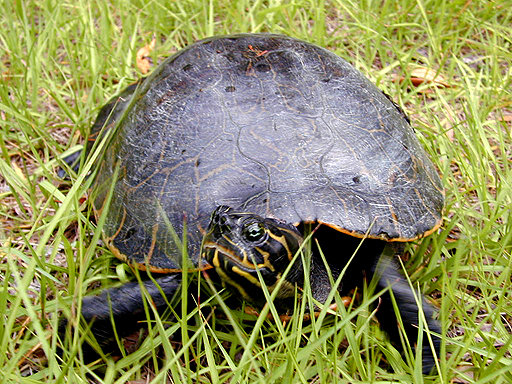 Cooter