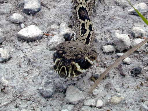Rattlesnake