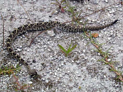 Rattlesnake