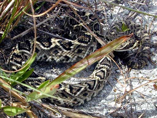 Rattlesnake