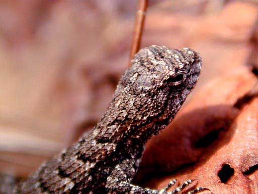 Baby Fence Lizard in the front yard