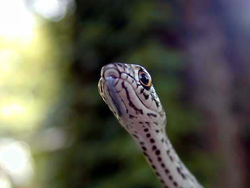 Fox Snake