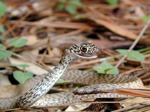 Fox Snake