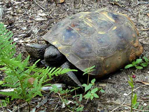 Gopher Turtle Turtle
