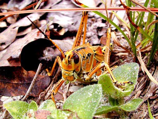 Adult Grasshopper
