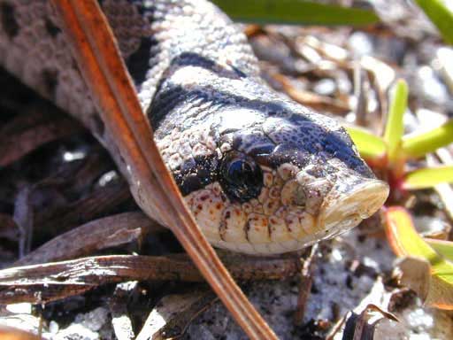 Eastern Hognose Snake