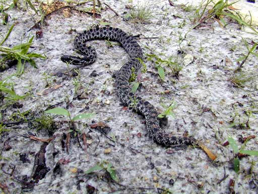 rattler