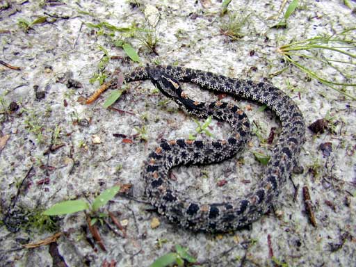 Pygmy Rattler