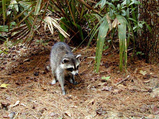 Nosey Racoon. Juniper Springs