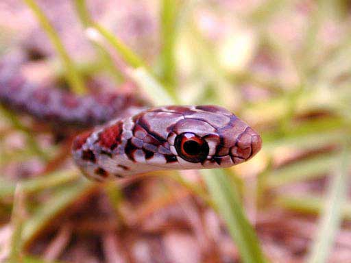 Ratsnake in the backyard
