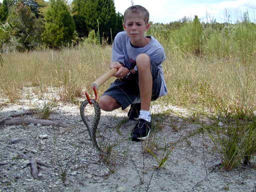 Eastern Diamondback