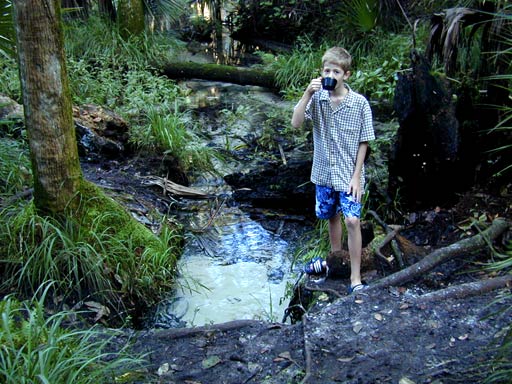 Getting a drink. Juniper Springs