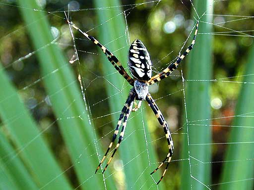 Spider in the backyard